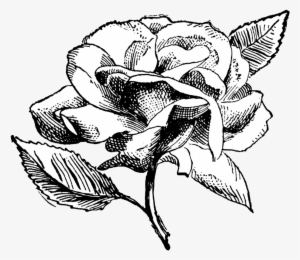 {click To Download/save Png Image} The Above Image - Rose Drawing Transparent Background
