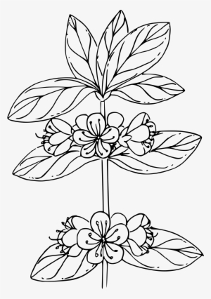 This Free Icons Png Design Of White Mountain Azalea