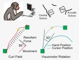 The Monkeys Adapt To Two Kinds Movement Perturbations - Visuomotor Learning