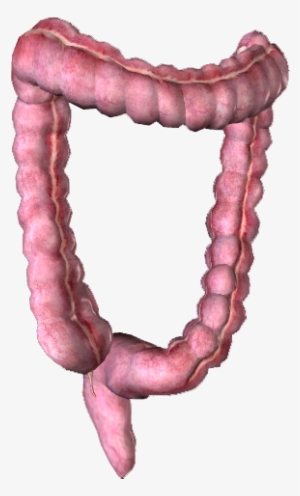 colon - gastrointestinal tract