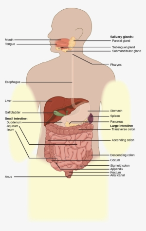 Illustration Shows The Human Lower Digestive System, - Small Intestine