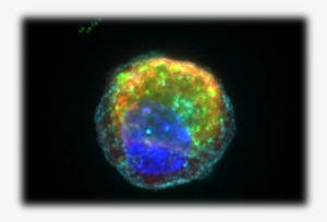 Image Of A Single Paneth Cell With Anti-microbial Granules - Paneth Cell