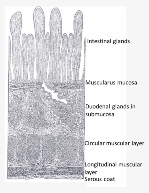 This Is A Drawing Of A Villi - Wikimedia Commons