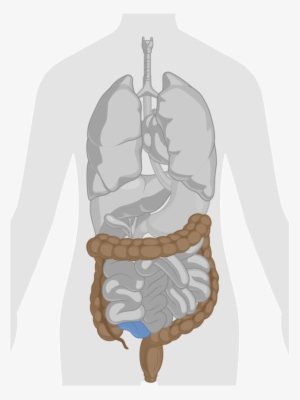 Gi Tract Rectum Colon Small Intestine Portion - Digestive System Anatomy Png