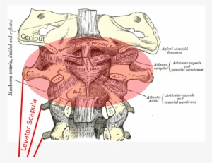 Image Adapted From Gray's Anatomy - Anatomy