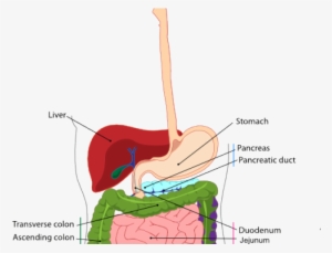 Small Intestine Cliparts - Appendix Is Located Close
