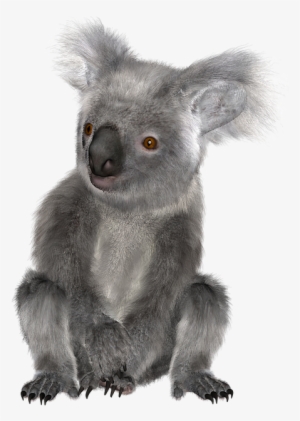 Download Png Image Report - Koala