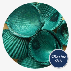 Coloured - Seashell