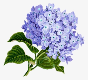 Flower, Purple, Plan, Pretty Vintage, Composition - Blue Hydrangea Flowers Tile Coaster