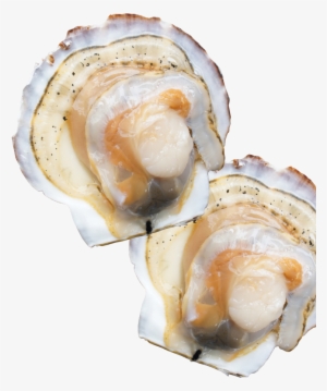 Natural Scallops From Sarufutsu - Tiostrea Chilensis