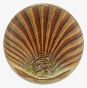Pink Scallop - Pectinidae