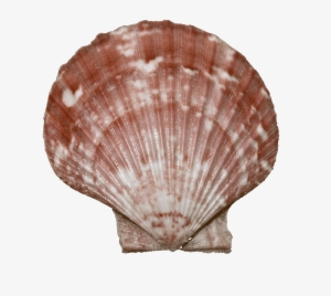 Queen Scallop - Bivalvia