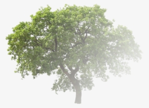 Alberi Png Prospetto Hd Transparent Png 685x986 Free Download On Nicepng