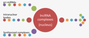 Role Of Long Noncoding Rnas In Breast Cancer - Port Of Entry Visa