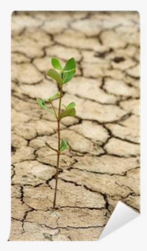 Plant Growing In A Crack On Dry Ground Wall Mural • - Plant Growing From Dry Soil