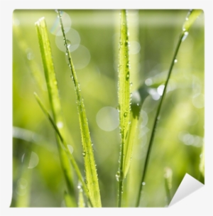 Dew