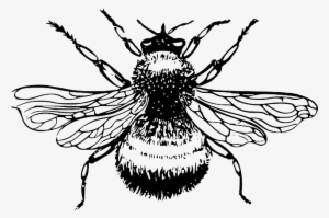 Silhouette, Cartoon, Bee, Bumblebee, Insect, Bumble - Bumble Bee Black And White