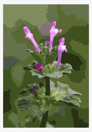 Red Deadnettle Henbit Deadnettle Common Nettle White - Lamium Amplexicaule