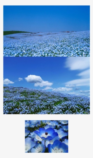 A Flower Field