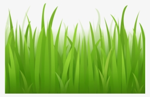 Grass Clipart Photo Gallery - Cartoon Grass Transparent Background
