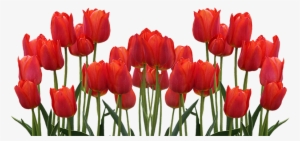 Enjoy The Tulip Fields Of Flevoland Starting April - Tulip