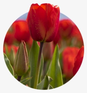 Closeup Of Red Tulip And Bud With Blurred Red Tulips - Sprenger's Tulip