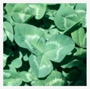 Rampart Clover Seed - Seed