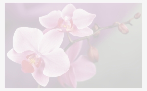 Background-orquideas - Moth Orchid