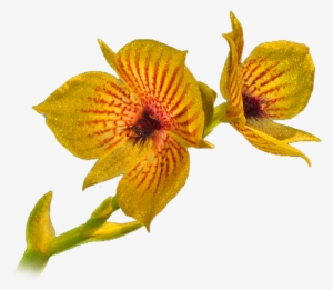 Flower2 - Orquideas Silvestres Png
