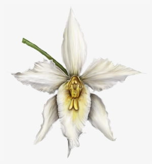 orquídea - orquidea blanca png