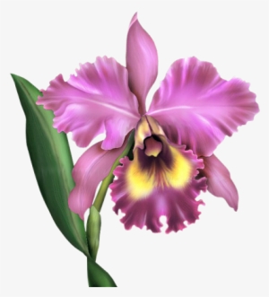 [ Img] - Cattleya Orchid
