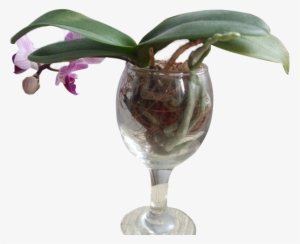 Orquídea Em Taça De Vinho - Orquídea Na Agua