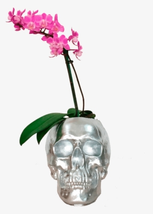 Mini Orquídeas Craneo Plateado - Drawing