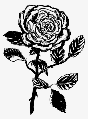 Pinky Promise - Garden Roses