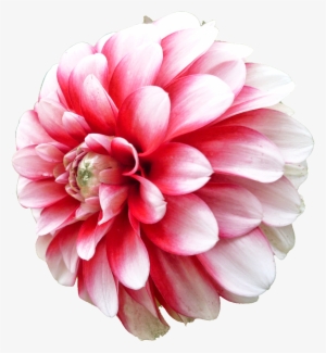 Dahlia Png Picture - Clipart Red Dahlia Flower