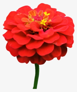 Dahlia Png Image With Transparent Background - Red Zinnia Flower Png