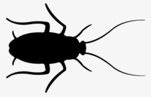 Periplaneta Americana - Cucaracha Blanco Y Negro