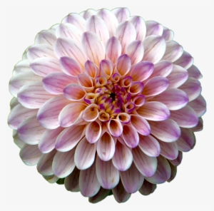Pink Dahlia - Flower With Detail