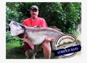 Caught With A World Record Striper Rattleblackfish - World Record Striped Bass