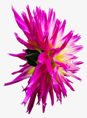 Dahlia Flower Pink - Aster