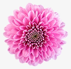 Click To Enlarge Image Pink Button Becky2 Pink Button - Dahlia