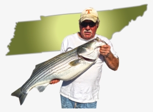 Tennessee Trophy Stripers - Fishing