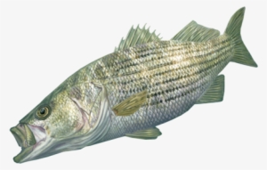 Striper Decal By Randy Mcgovern Art - Rock Star - Striped Bass Fish Art Print - License Plate