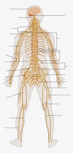 The Human Nervous System - Nervous System Diagram Unlabeled