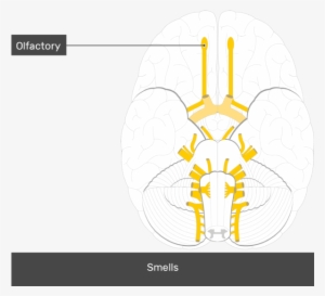 An Inferior View Of The Brain Showing The Cranial Nerves - Cranial Nerves