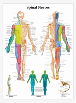Anatomical Chart - Spinal Nerves - Spinal Nerve Root Innervation Chart