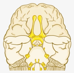 Cranial Nerves Are The Nerves That Emerge Directly - Skull