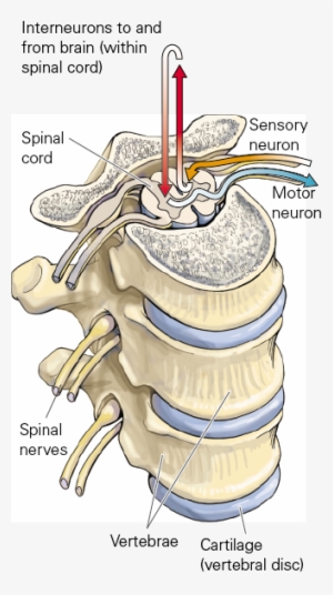 3 Spinal Nerves And Vertebrae - Illustration