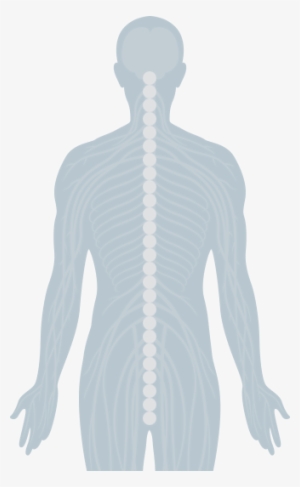 Human Spine And Central Nervous System - Vertebral Column