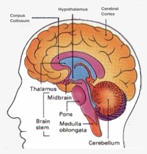 Major - Part Of The Brain Controls Vomiting